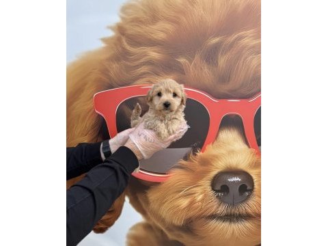 Irk garantili maltipoo yavrularımız