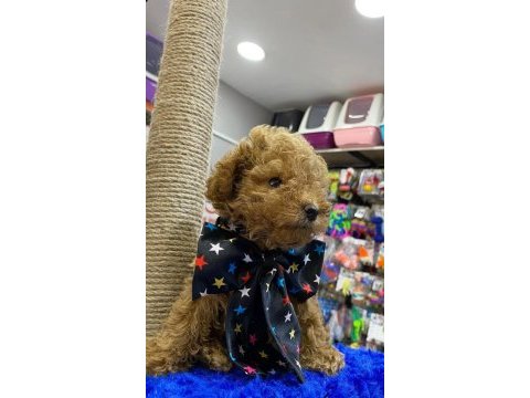 Son kalan mükemmel poodle bebek