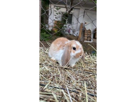 Veterinerden safkan mini lop tavşan yavru gönderim var