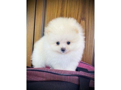 Pomeranian ayı surat bebekler