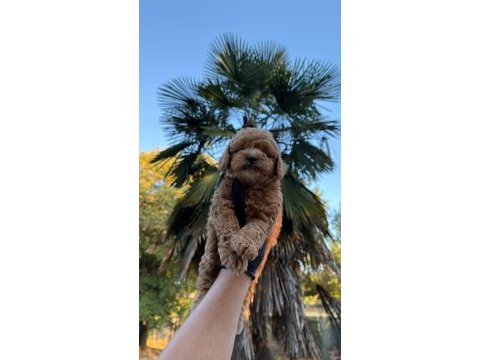 Kore maltipoo 