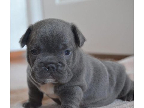 Blue yavrular french bulldog