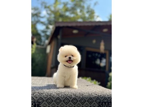Sağlık ve ırk garantili pomeranian