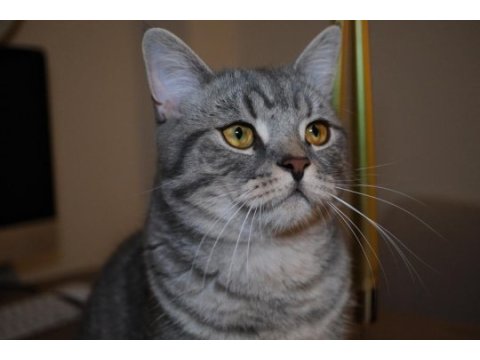 British shorthair oyuncu oğlumuz
