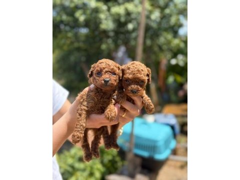 Teacup kore poodle bebekler aşılı eğitimli 