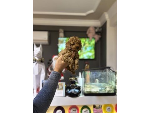 Poodle prensesler