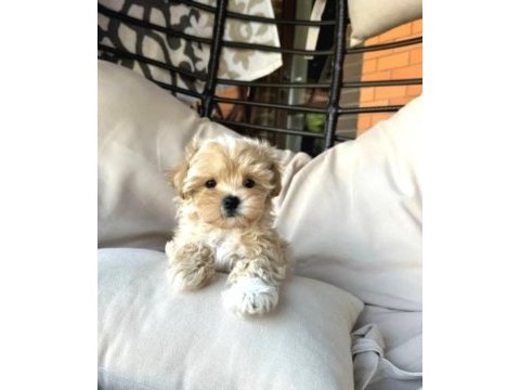 A kalite maltipoo bebekler