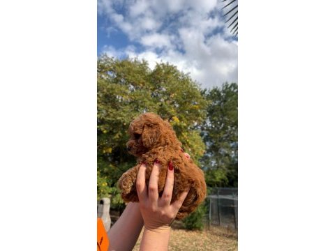 Redbrown toypoodle 