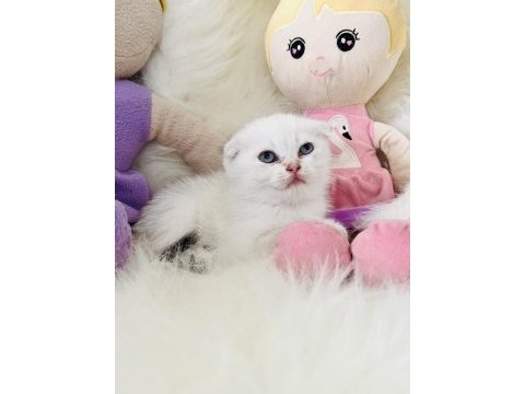 Sıfır kulak scottish fold dişi