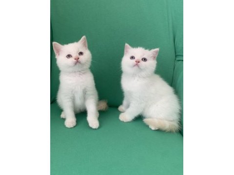 Safkan british shorthair bebeklerim