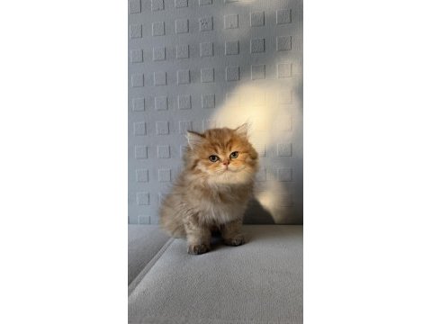 British shorthair ve longhair yavrular