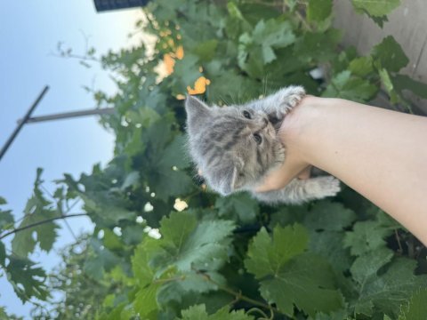 35 günlük safkan british shorthair yavruları yuva arıyor