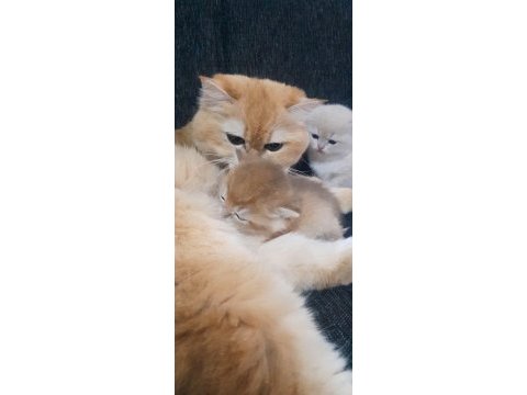 Rezerveye açık british shorthair yavrular