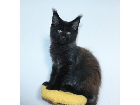 Safkan şecereli dev cüsseli maine coon erkek