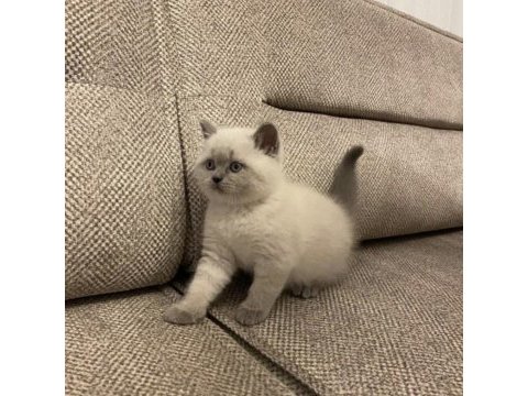 Koca kafalı british shorthair