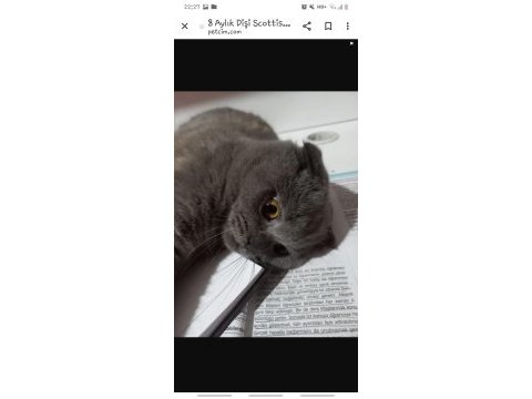 10 aylık dişi scottish fold