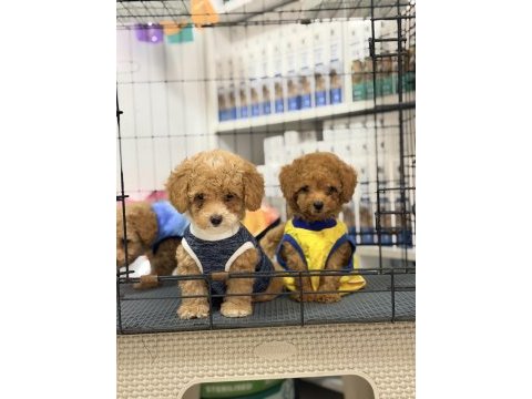 Minik suratlı toy poodle bebeklerimiz