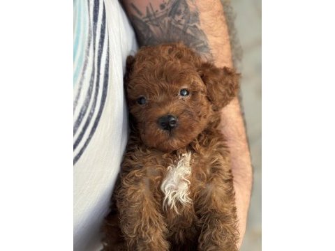 Ruhsatlı köpek çiftlinden red poodle yavrular
