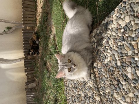 British longhair erkek