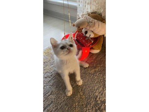 Kırıkkale içi british shorthair kedilerim