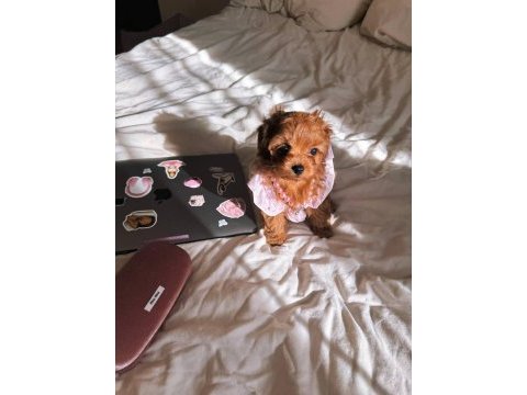 Kore maltipoo yavrular