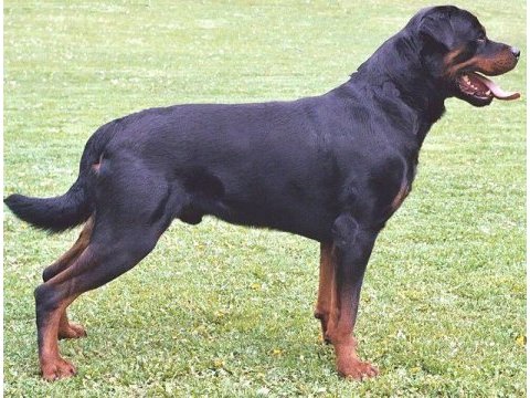 1 yaşında ücretsiz rottweiler