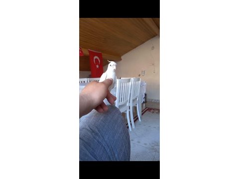 Sevimli kırmızı göz albino sultan papağanı