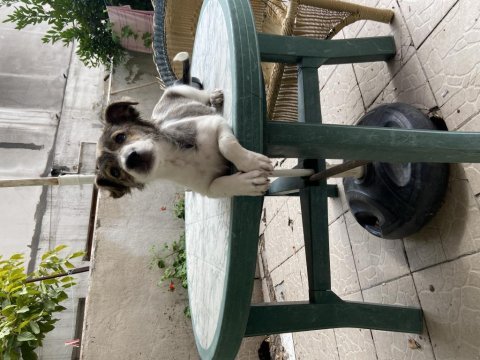 Kendi jack russell yavrumuza yuva arıyoruz