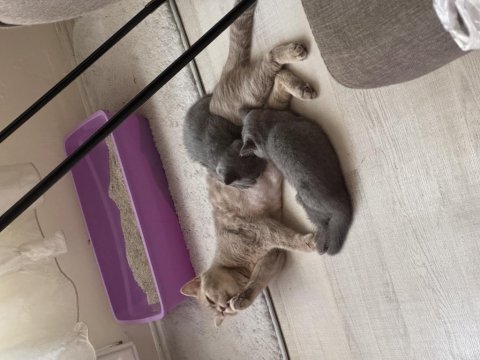 Anne ve 3 adet british shorthair yavru