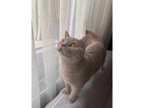 Acil satılık british shorthair