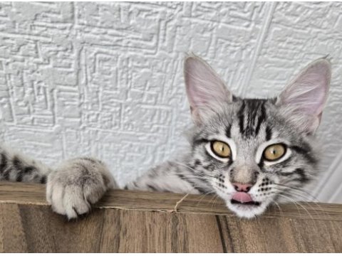 Baba british anne maine coon 5 aylık erkek magnus