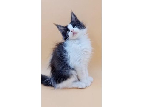 7 aylık maine coon