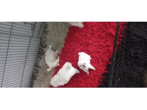 Yavru imperiyal dişi pekinez köpekler