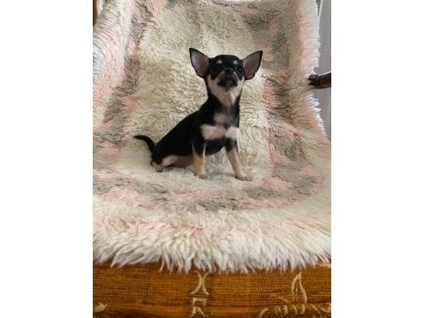Chihuahua yavruları