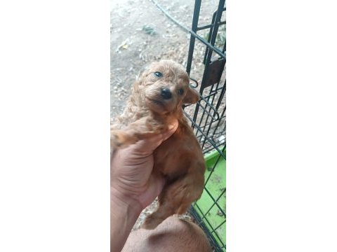 Maltipoo bebeklerimiz