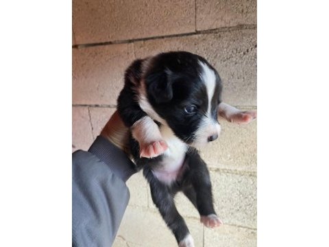 Orijinal border collie yavrular