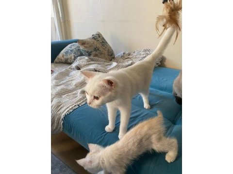 1 yaşında anne ve kızımız british shorthair