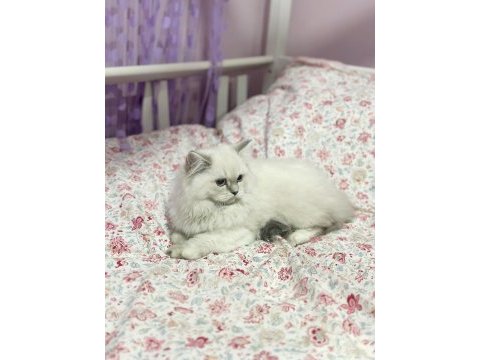 Aşılı orjınal brıtısh bebeklerımız