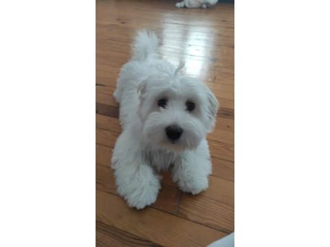 Maltese terrier erkek