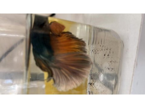 Karaağaç mezarlığı karşısı meydan petshop balıklar