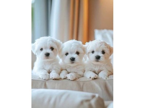 Maltese terrier ultra mini yavrularımız