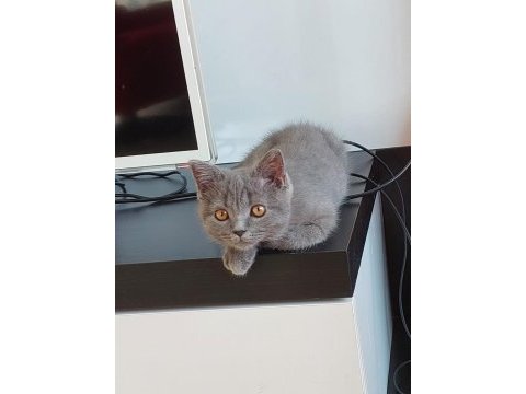 Kül rengi british shorthair sahibini arıyor