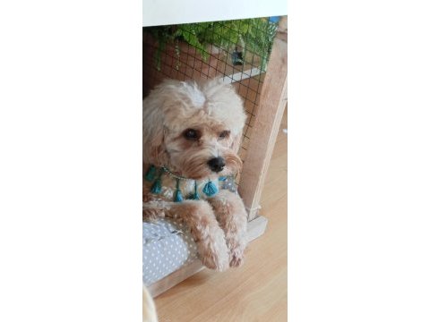 3 yaşında erkek maltipoo