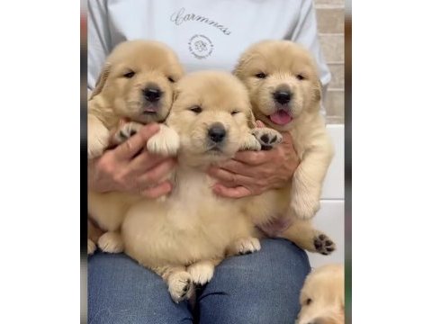 Son derece sağlıklı ve kaliteli golden retriever bebekler