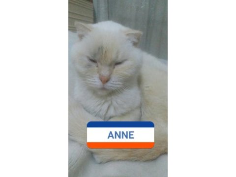24 eylül doğulu erkek scottish fold