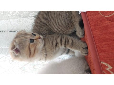 Scottish fold