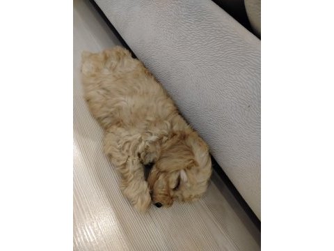Maltipoo yavru köpeğim