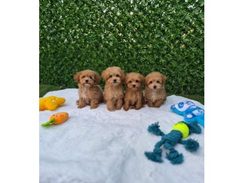 Veteriner kontrollü çok özel maltipoo yavrularımız 