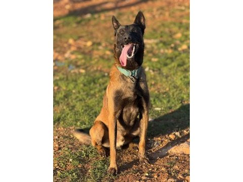 Belçika kurdu malinois