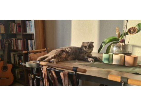 Scottish fold sırrı bey
